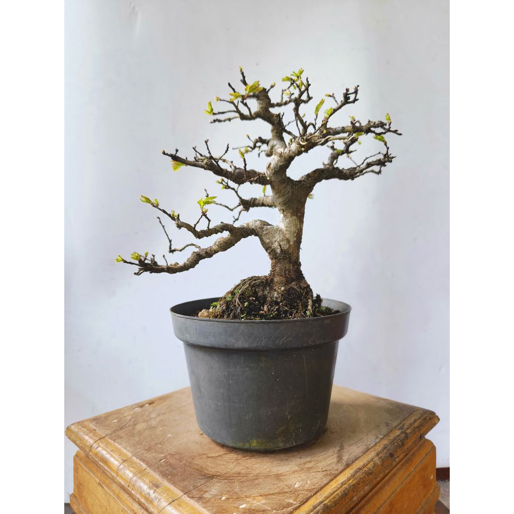 Bonsai ulmus siap pajang packing kayu