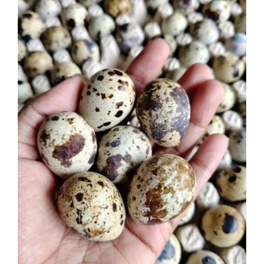 Telur Puyuh Fresh Mentah 1kg