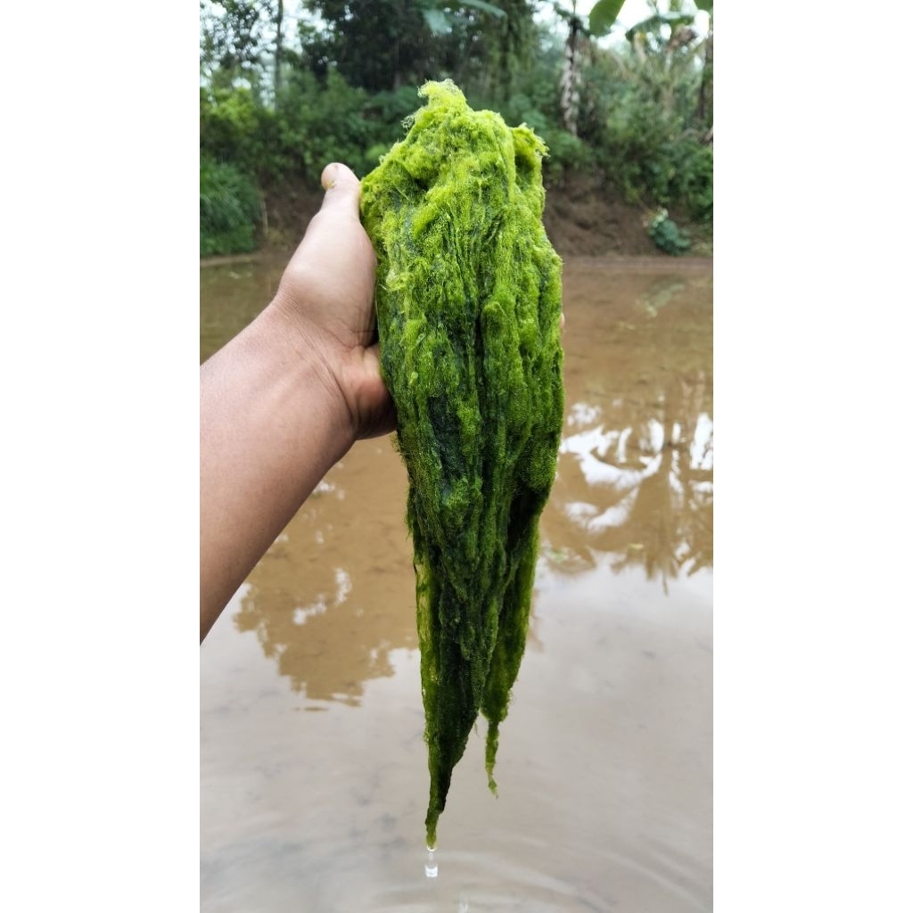 lumut busa lumut jaring umpan mancing gacor