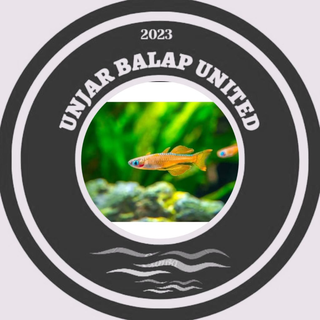 paskaii / paskai /paskal killifish pseudomugil / hiasan aquarium