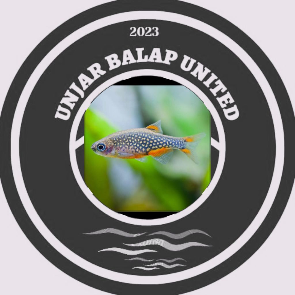Rasbora Galaxy / Rasbora Galaksi / hiasan aquarium