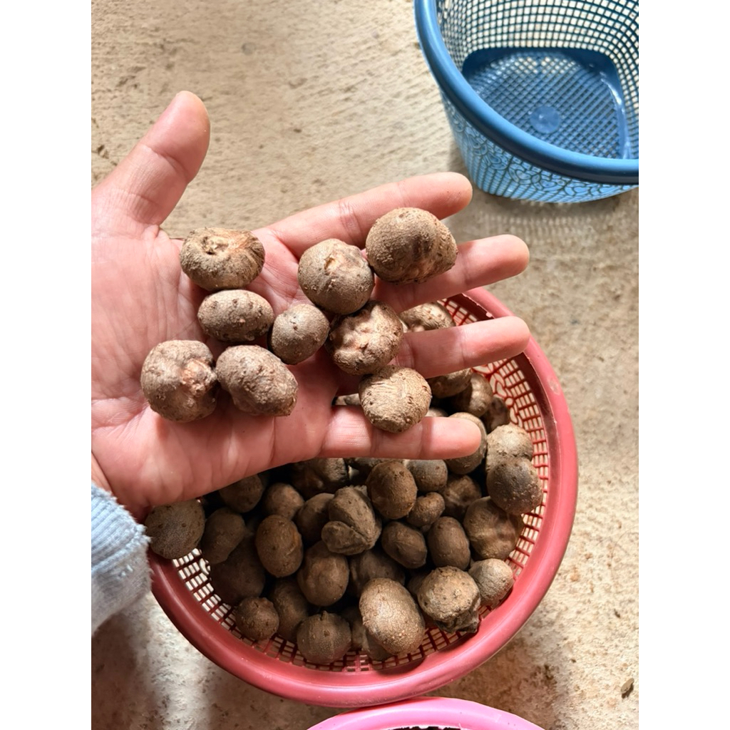 bibit katak porang kualitas asli madiun isi 1kg isi 200 biji