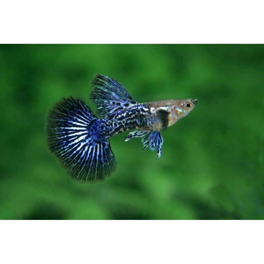 GUPPY BLUE DRAGON / IKAN HIAS GUPPY BLUE DRAGON