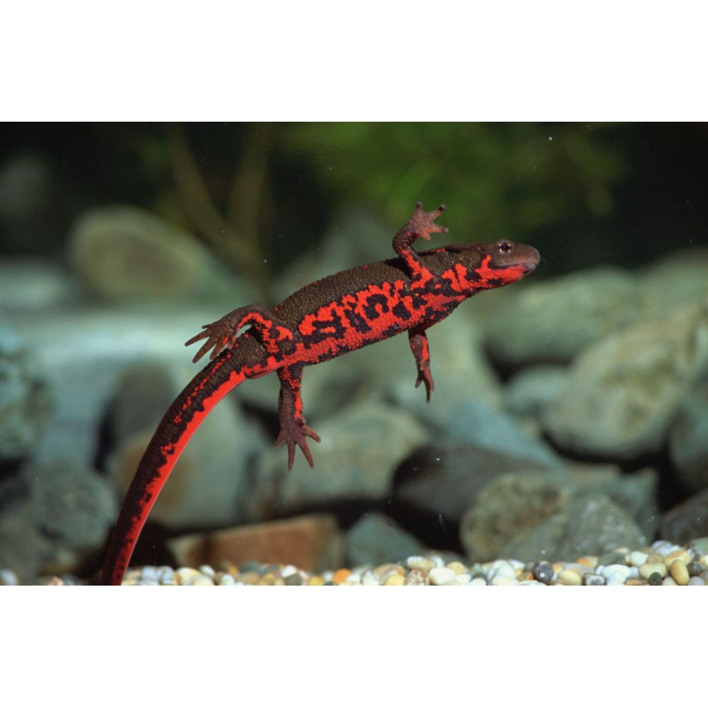 ornamen aquarium salamander red belly