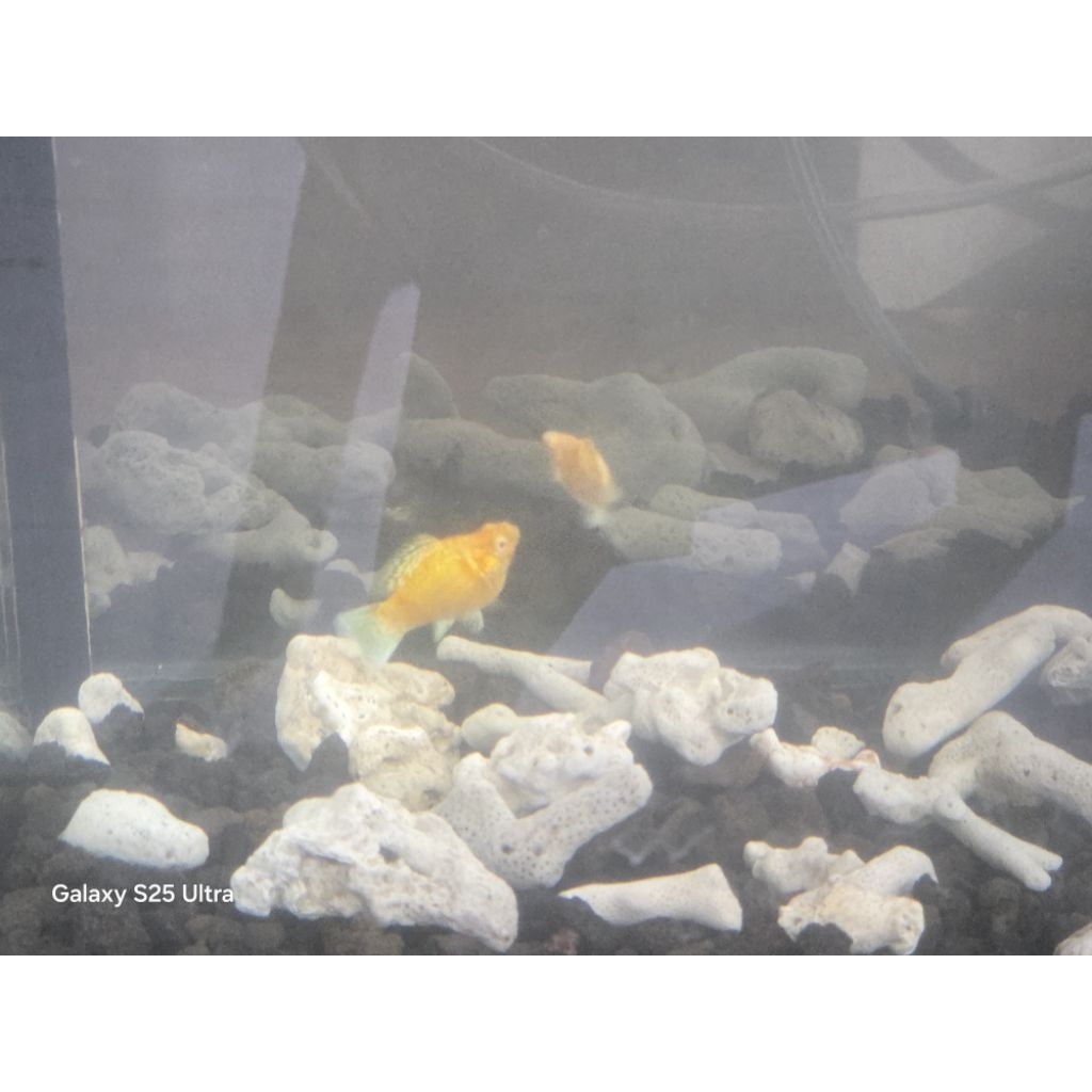 Hiasan akuarium molly albino sakura caramel