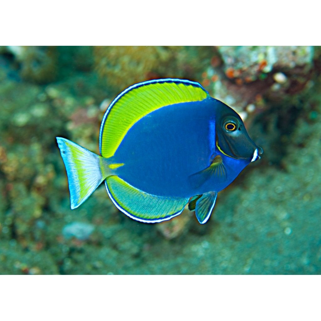 Ikan Hias Air Laut Botana Biru Palsu (Hybrid Powder Blue Tang)