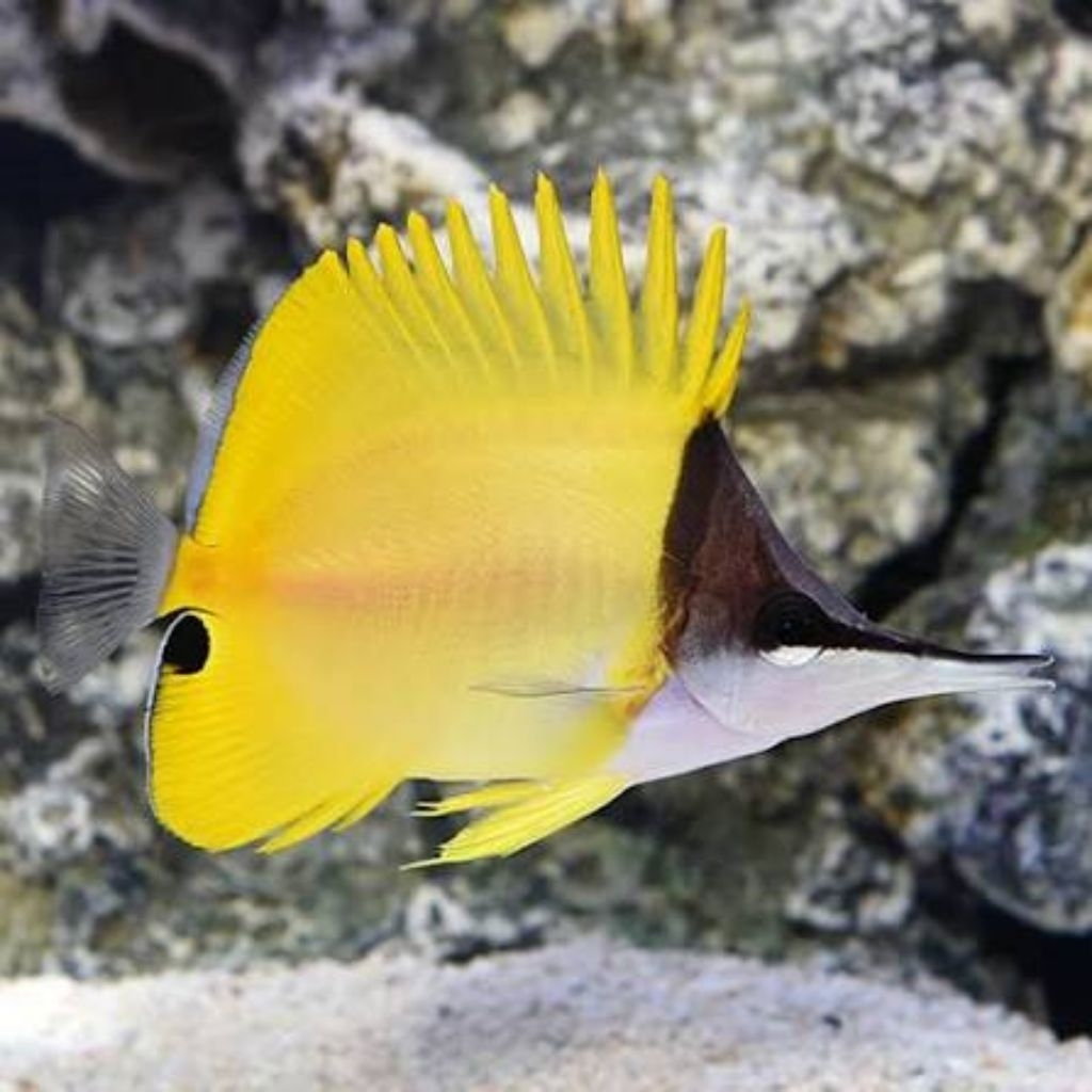 Ikan Hias Air Laut Kepe Monyong Asli (Yellow Long Nose Butterflyfish)