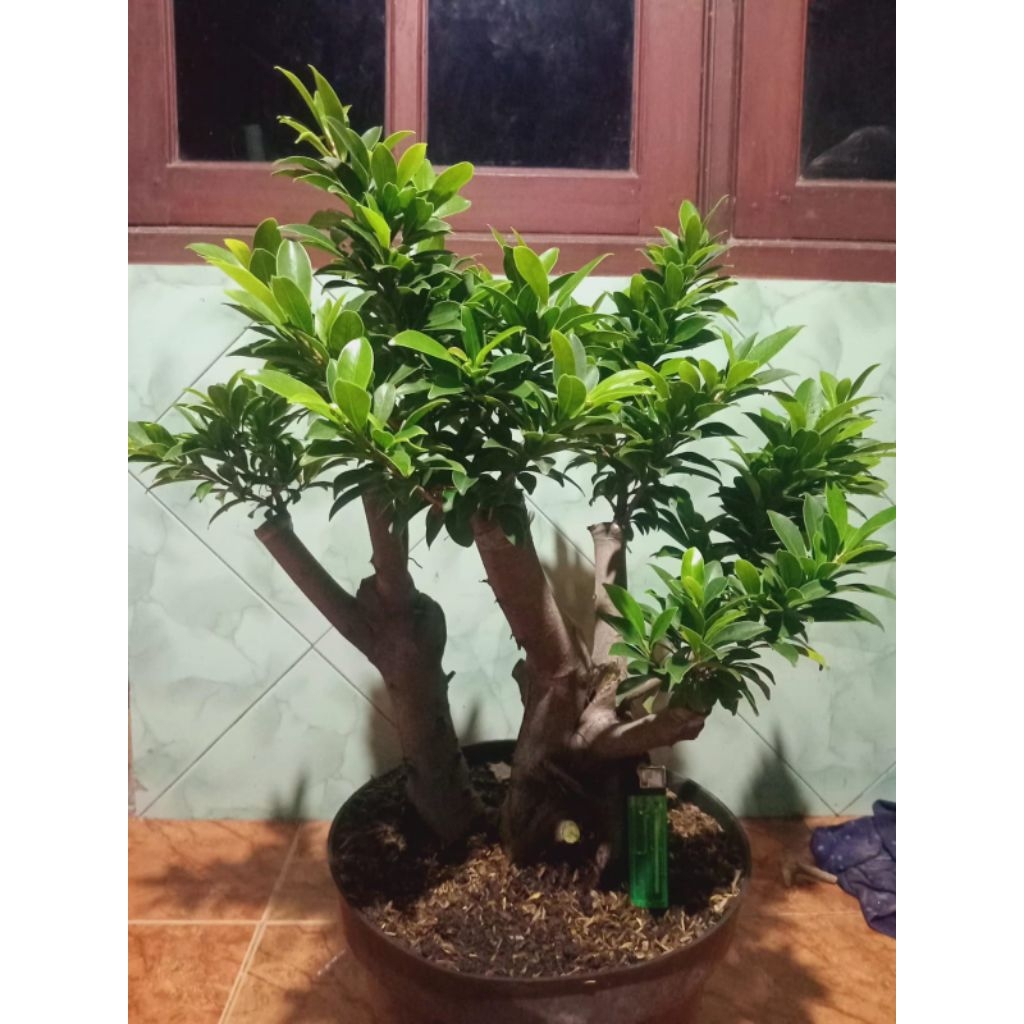 bonsai ficus Elegan (okulasi), real pict