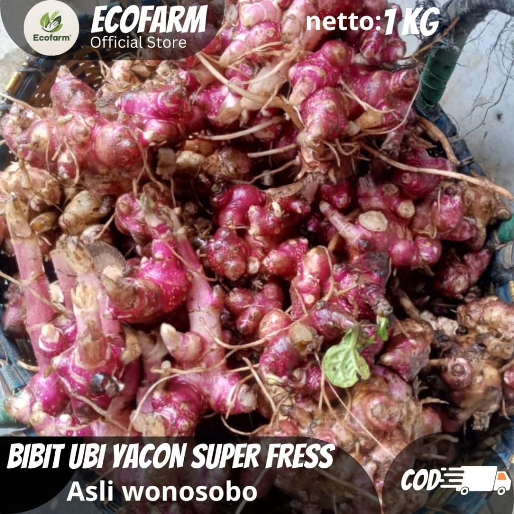 BIBIT UBI YAKON 1KG -BIBIT MUDAH TUMBUH - kualitas super terlaris harga termurah