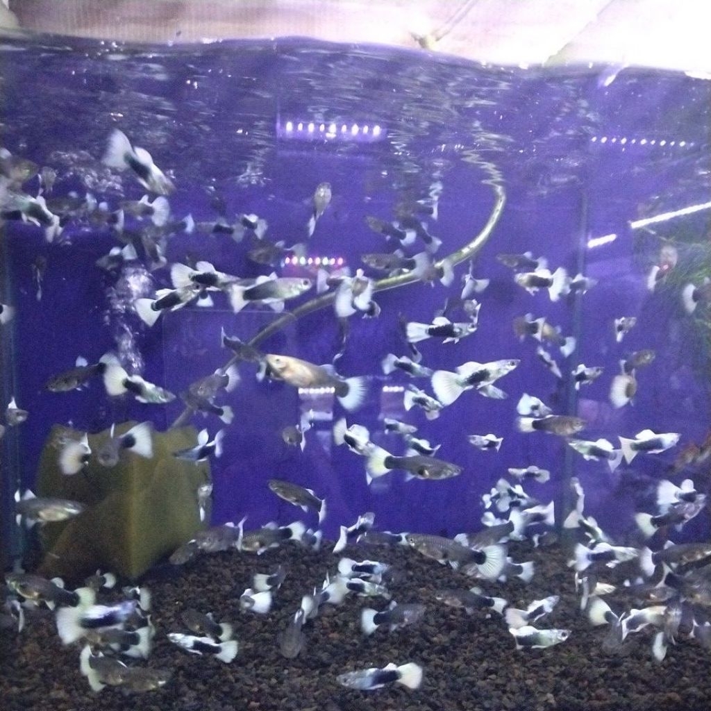 ikan Guppy Hb white