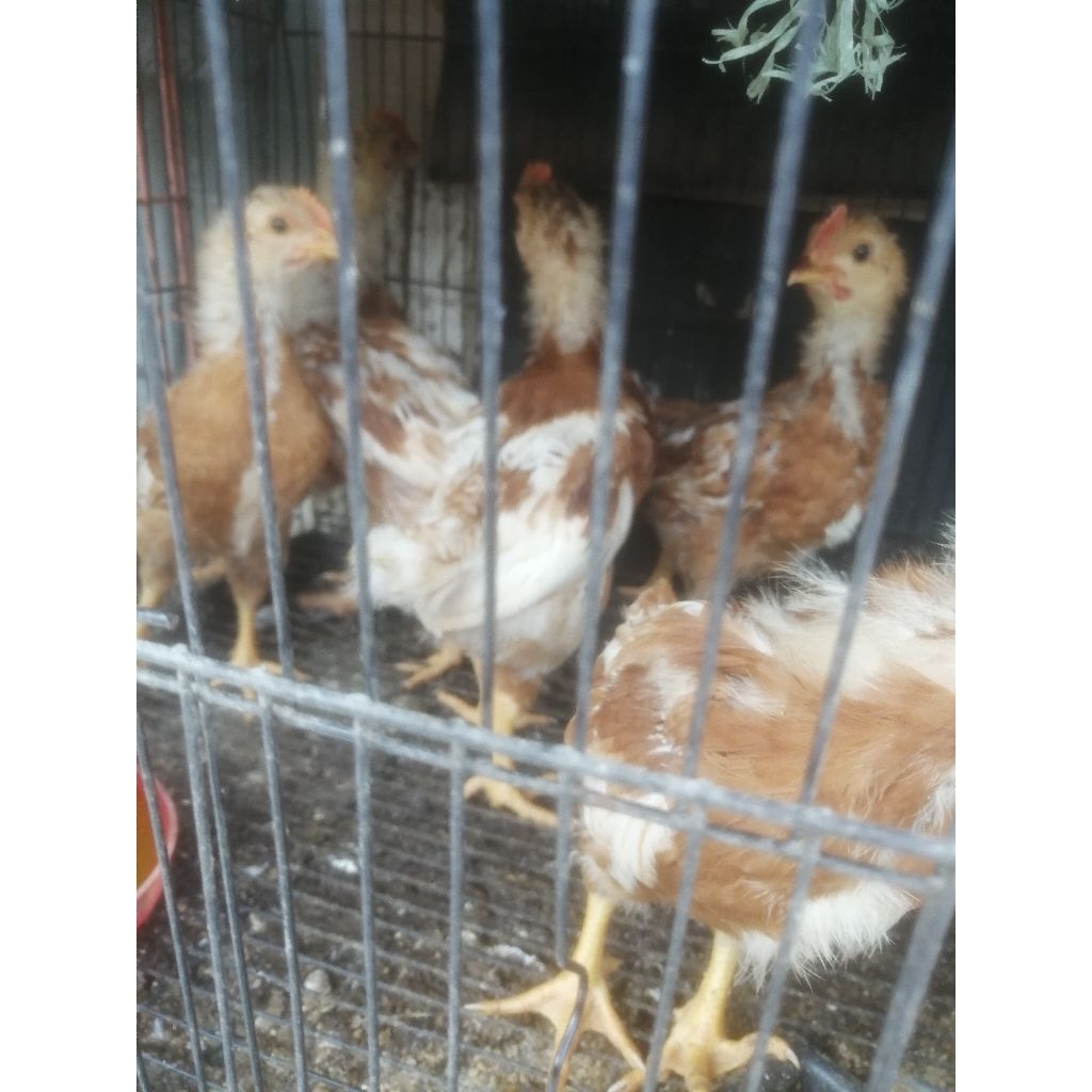 Ayam Petelur usia 2 bulan
