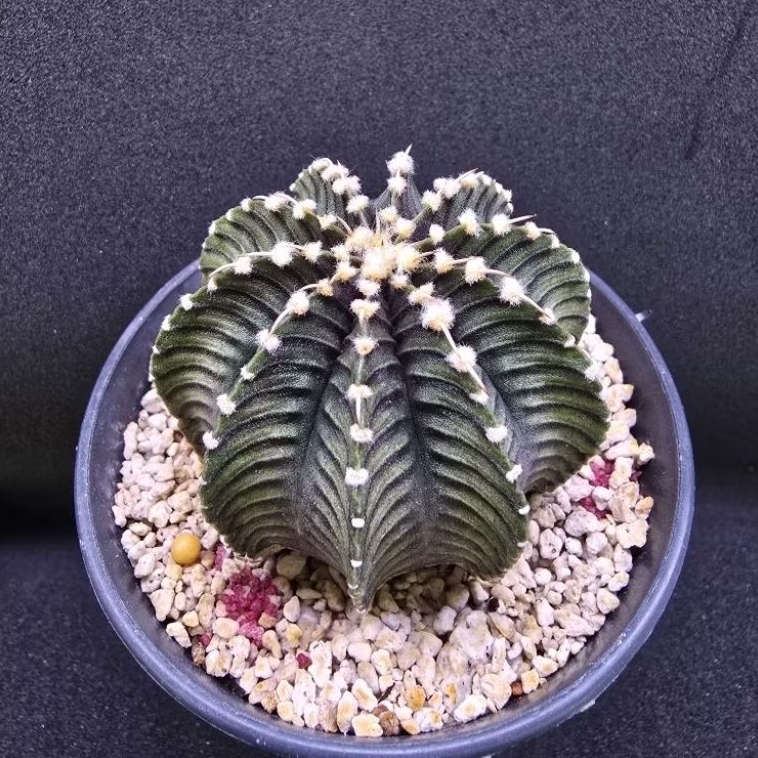 Kaktus Gymno friedrichii LB 2178 Aqua Dulce (Gymnocalycium friedrichii LB 2178)