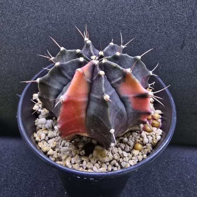 Kaktus Gymno Dark Skin Variegata (Gymnocalycium mihanovichii)