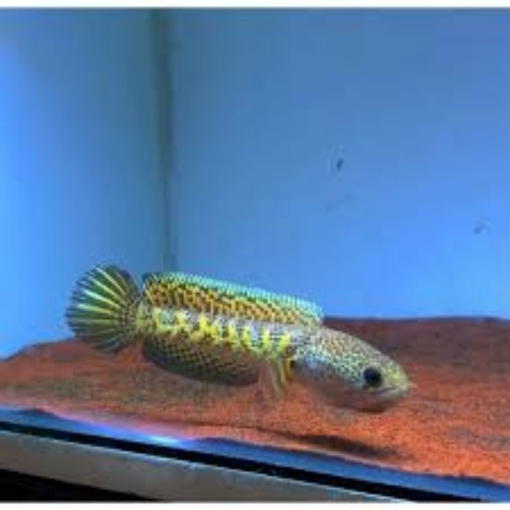 Ikan Channa Auranti Ukuran 3-6 cm - Garansi Kematian Saat Kedatangan