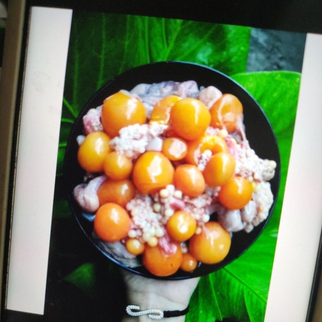 Uritan Ayam 250gr Telur Ayam Muda