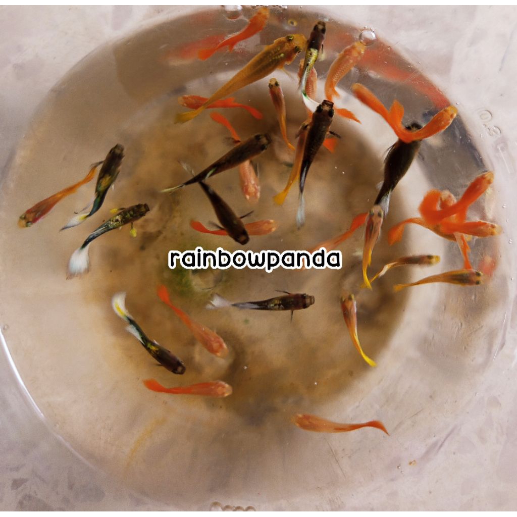HIASAN AQUARIUM BETINA GUPPY AFR, GUPPY HB WHITE, GUPPY YELLOW MICARIF