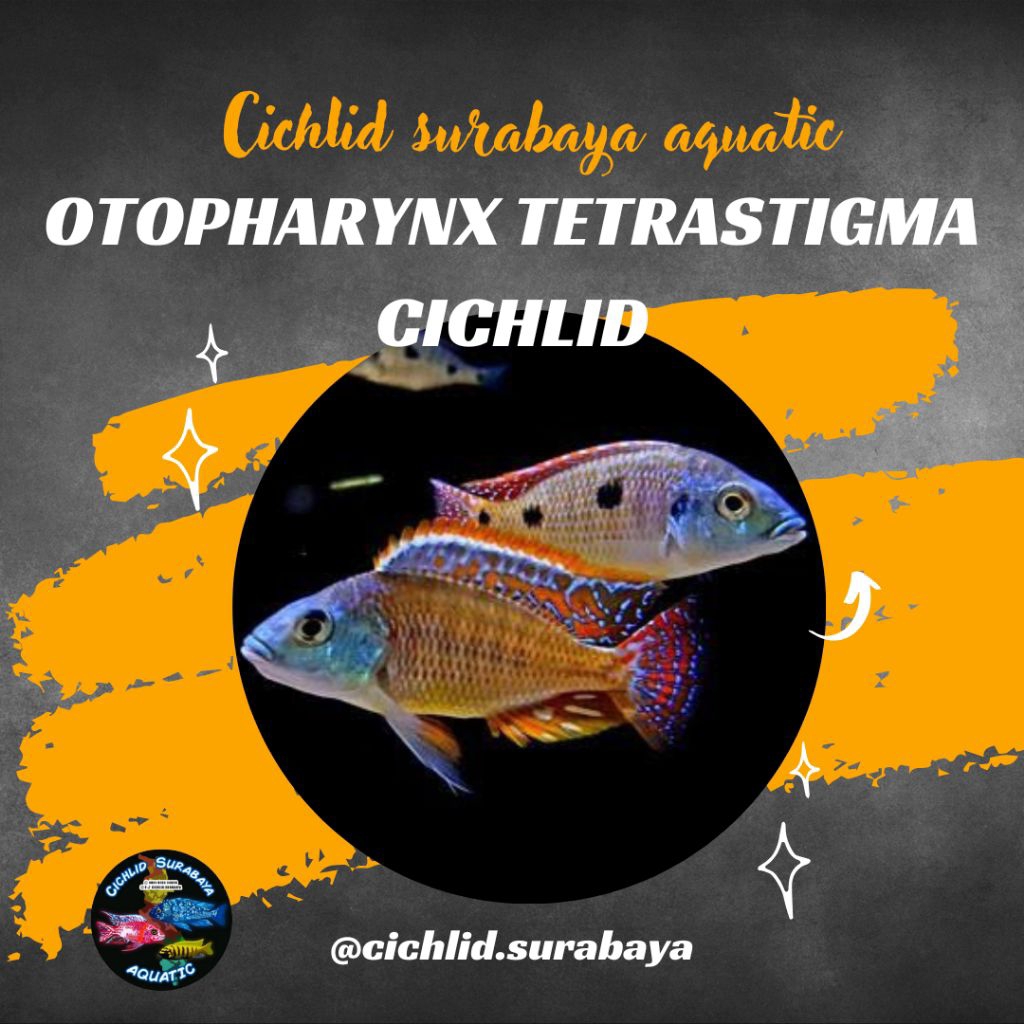 Otopharynx Tetrastigma Cichlid Malawi