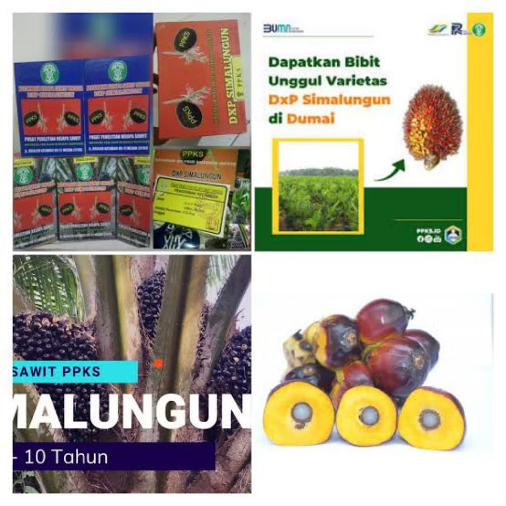 kecambah sawit ppks Simalungun p,panjang isi 250 biji