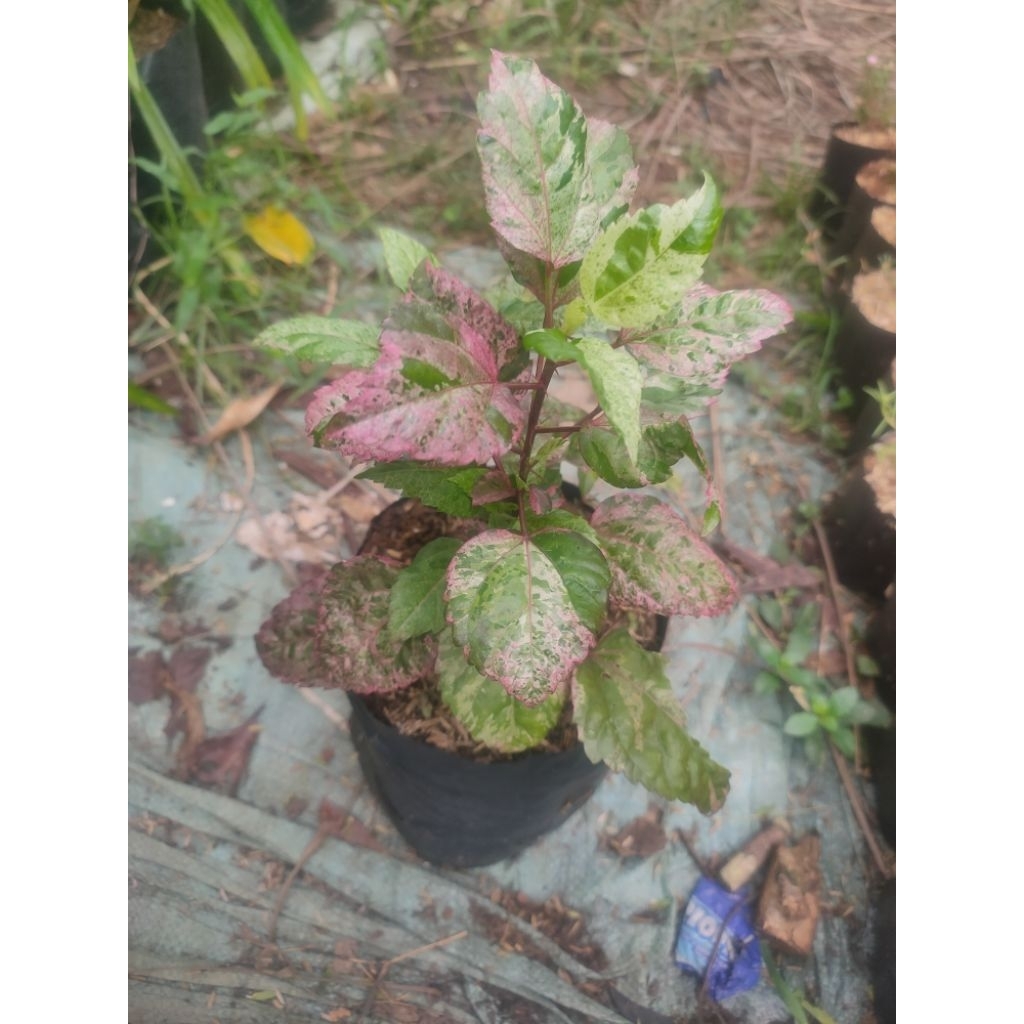 bunga sepatu varigata