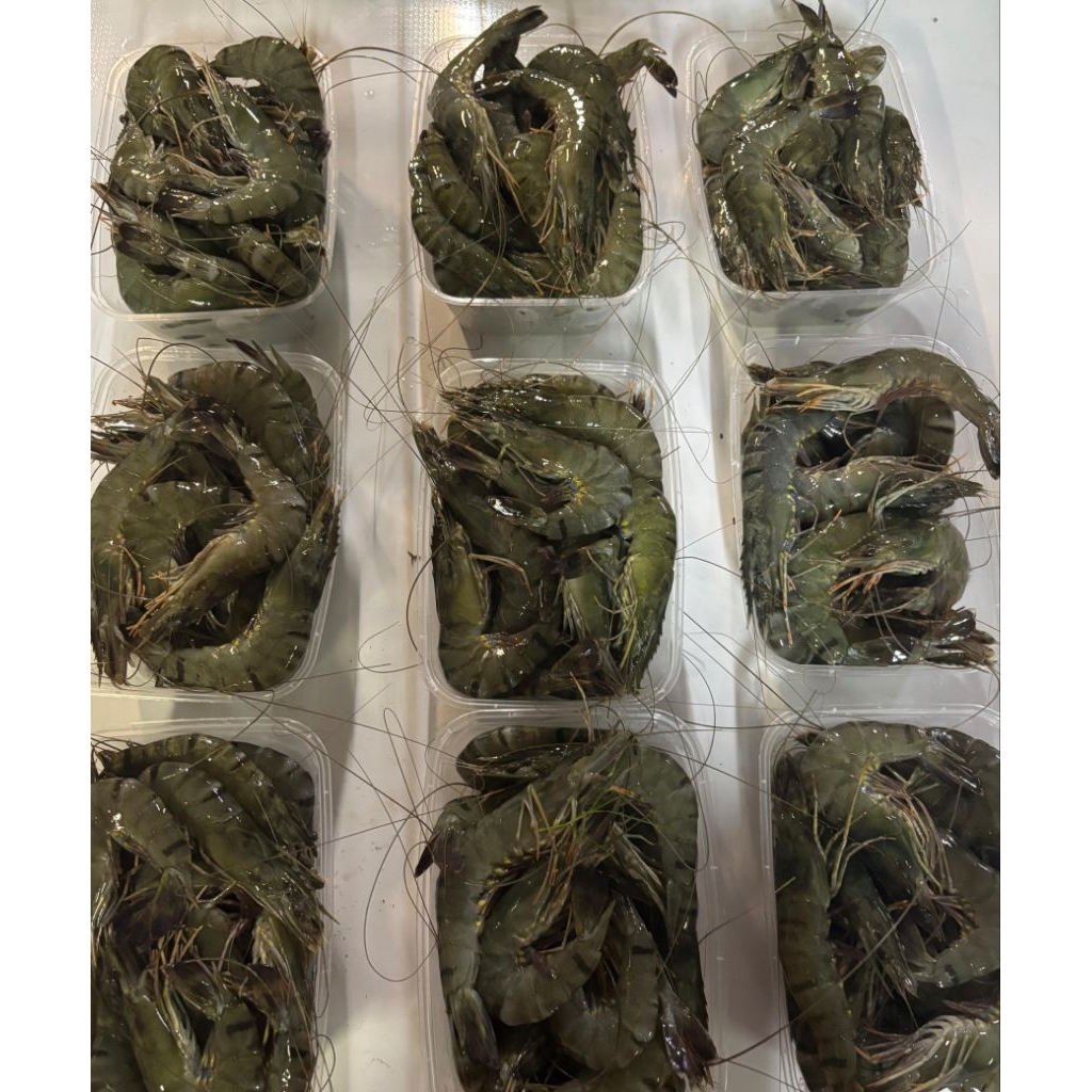 Udang Windu (Tiger) utuh size 30, 500gr