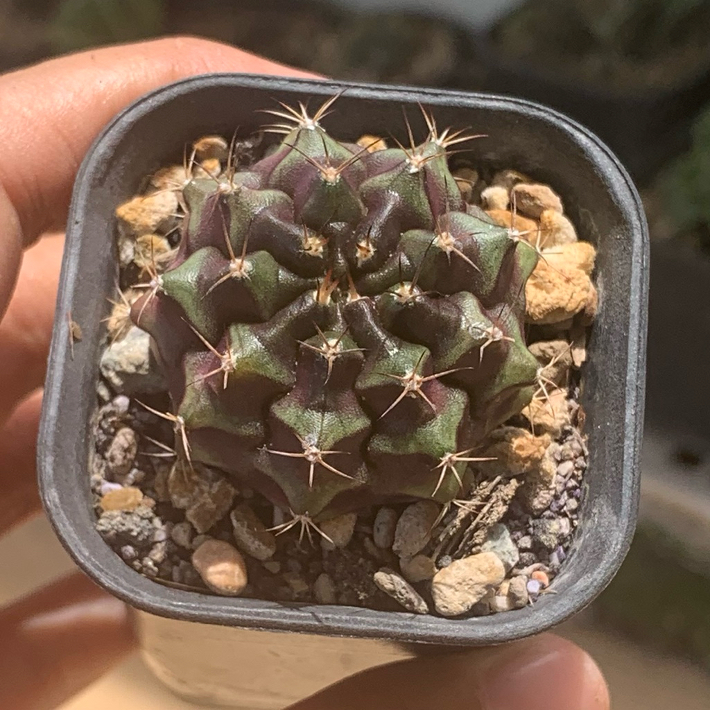 PL3 Gymno Miha purple edisi Var ( kaktus mihanovichii gymnocalycium varigata