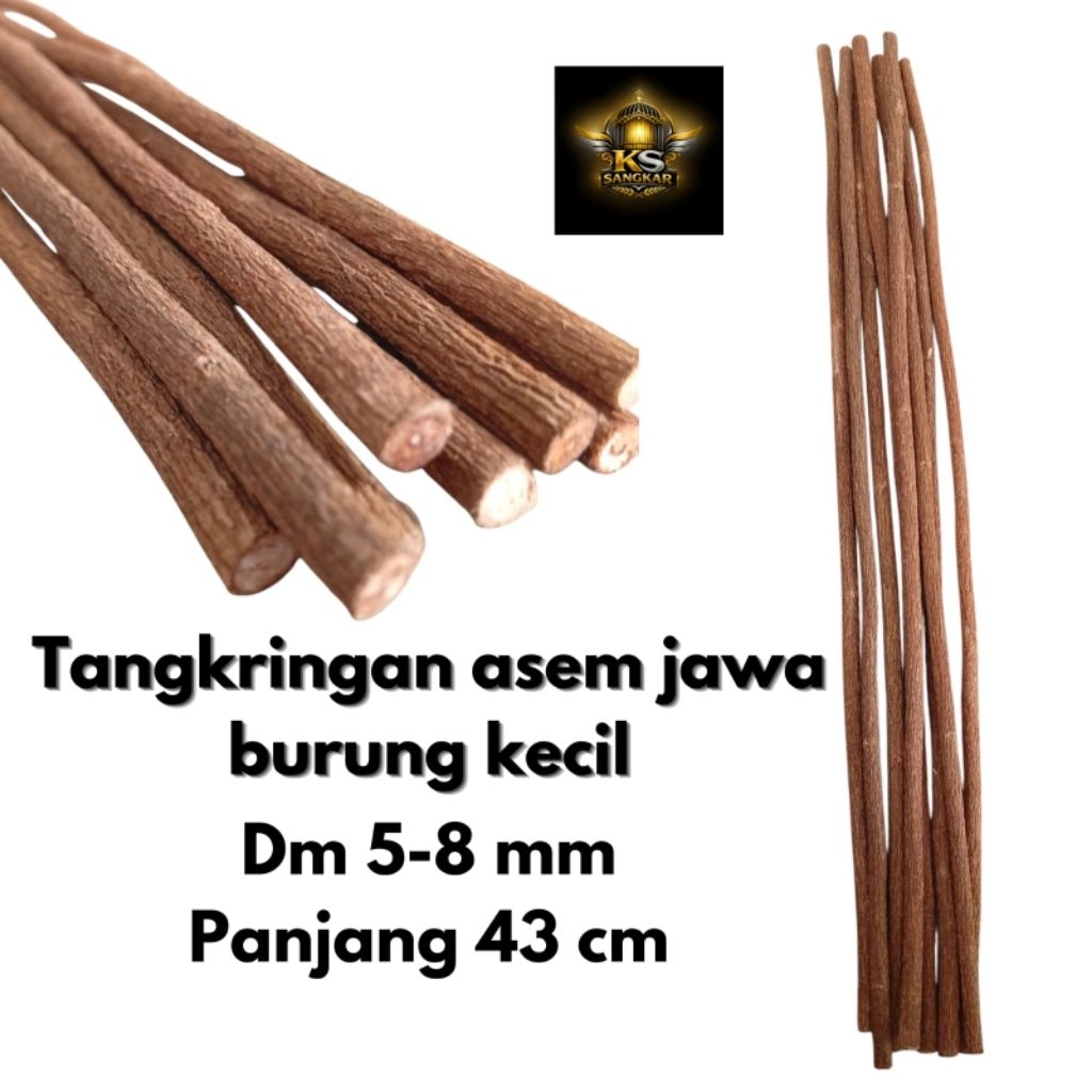 tangkringan asem jawa burcil tangkringan tetehan burung kecil tangkringan burung kolibri