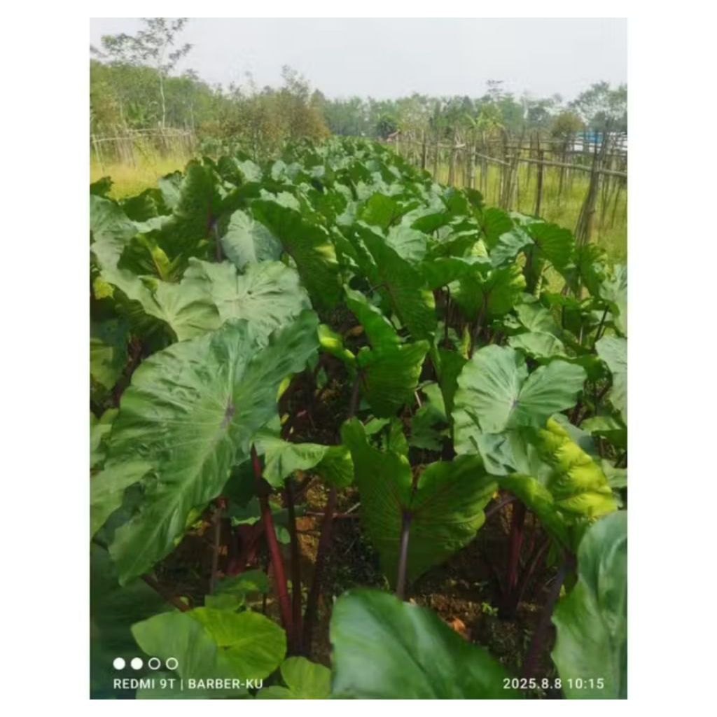 Bibit Talas Merah Ungu Bogor Segar Isi 10 Batang - Tanaman