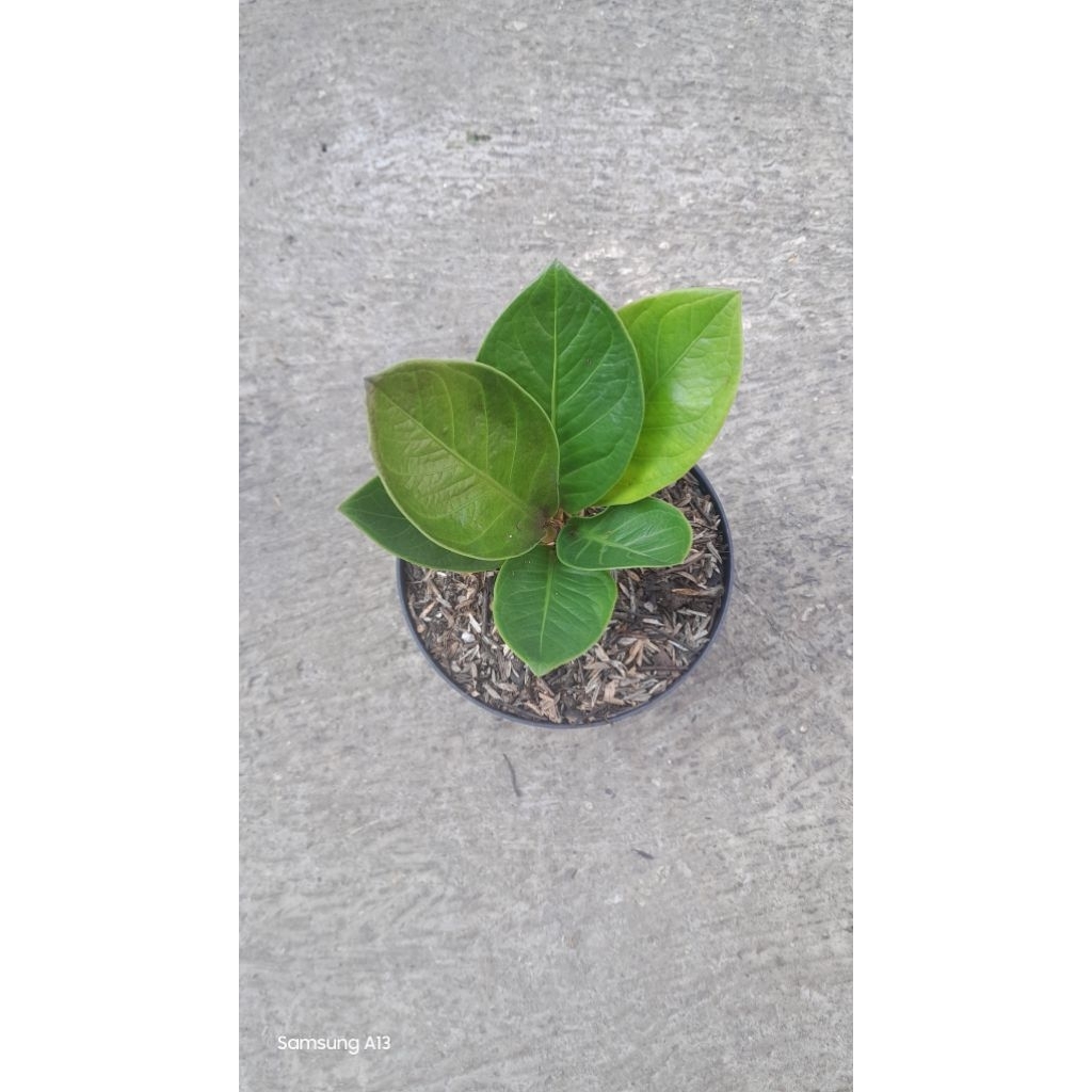 Anthurium Jemani/Jenmani Mangkok TORNADO (Size Remaja) (3)