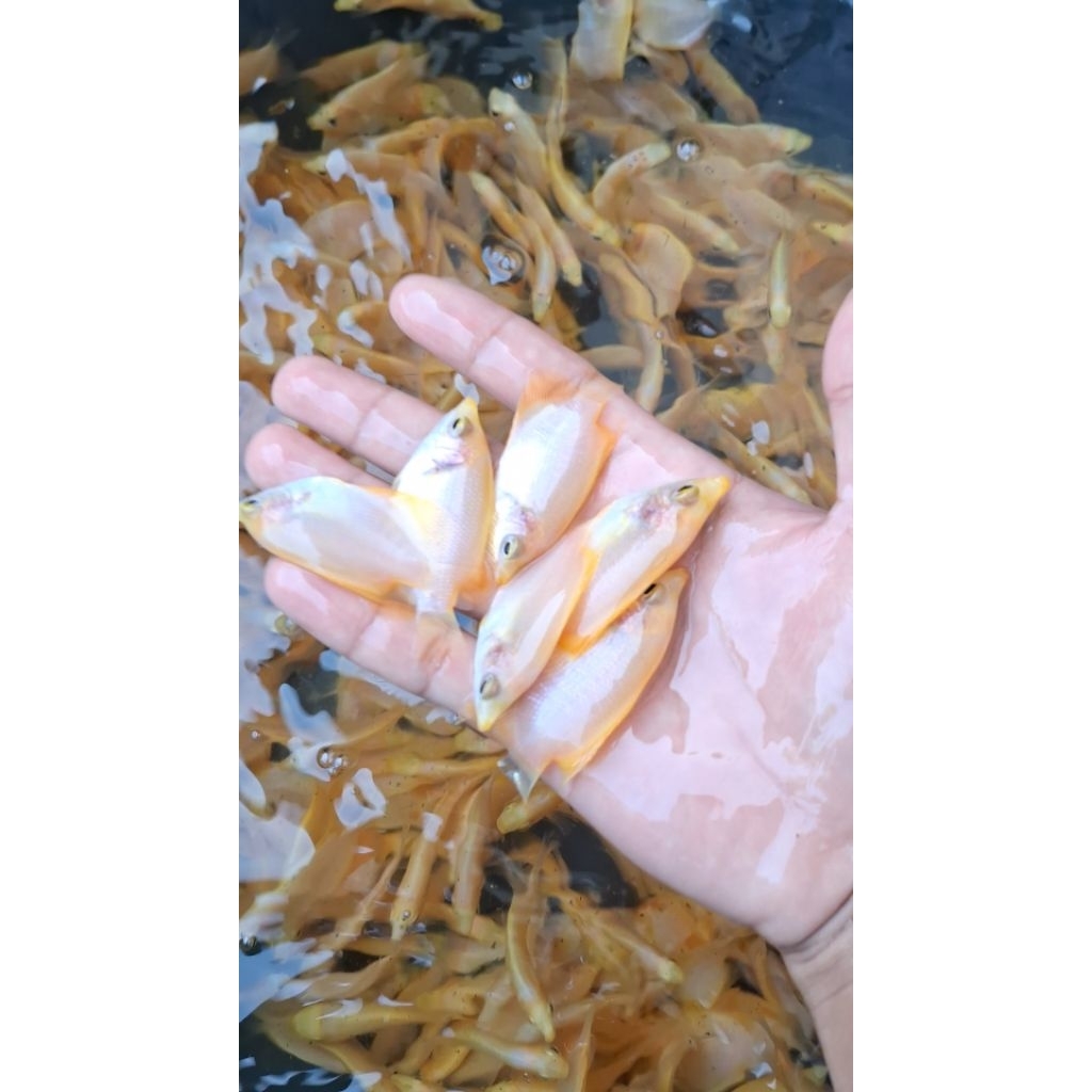 IKAN GURAME PADANG