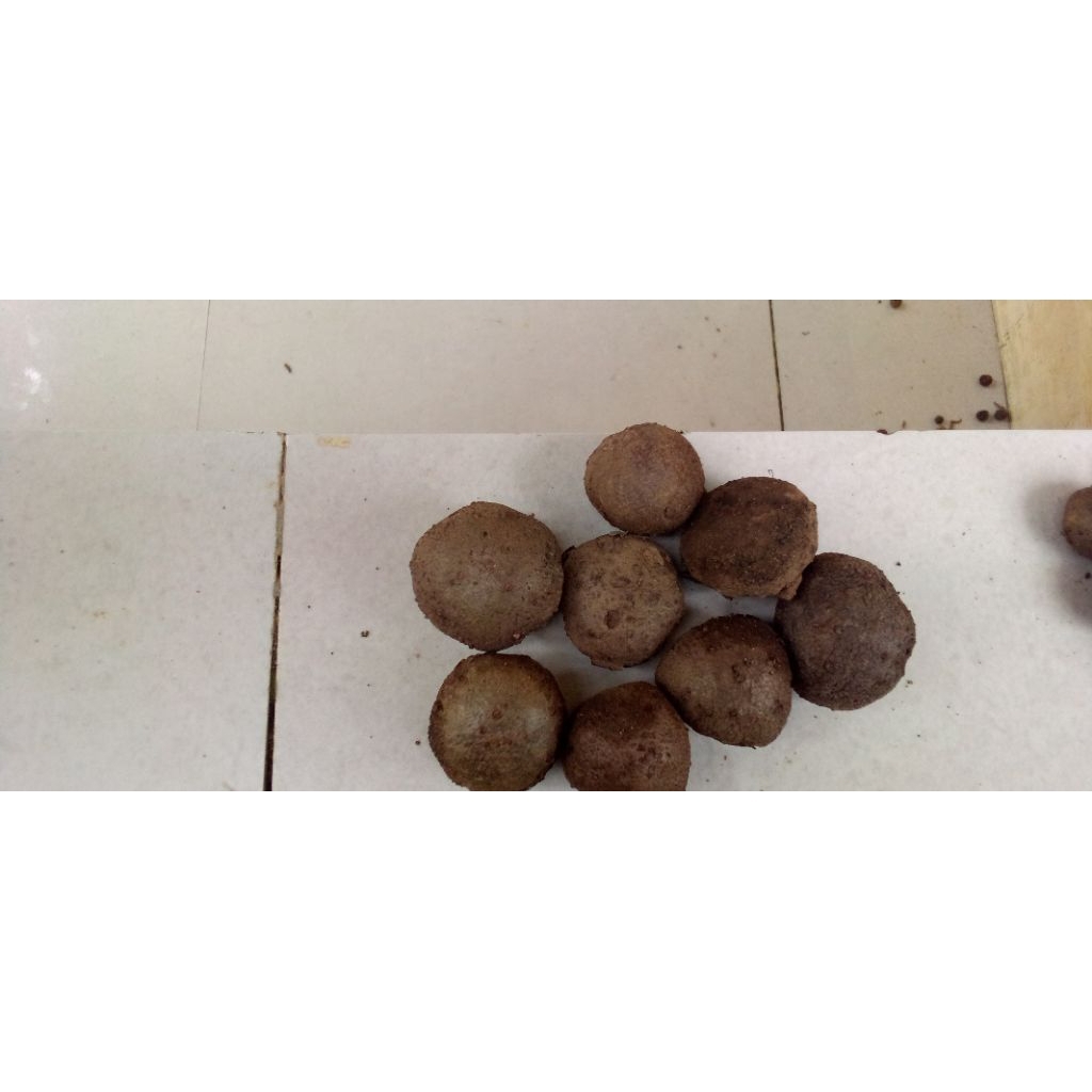 Bibit Katak Porang