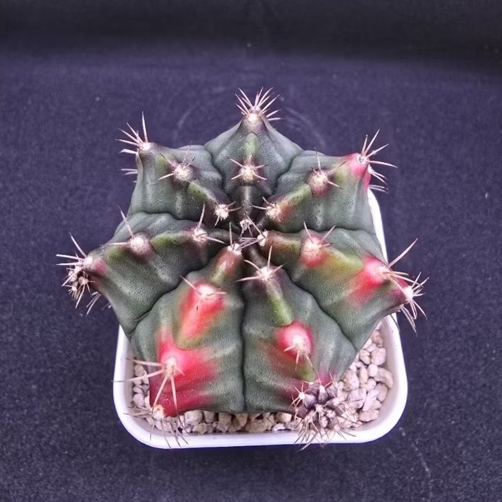 Kaktus Gymno "Darkmoon" Variegata (Gymnocalycium mihanovichii)