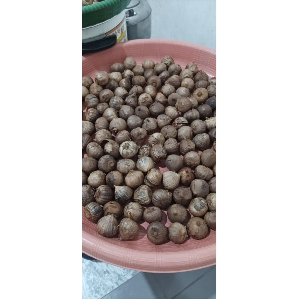 Black garlic tunggal