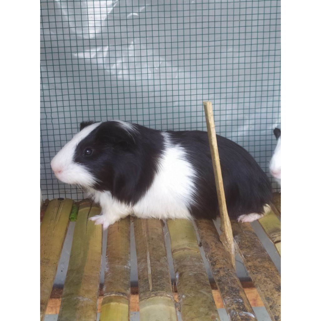Marmut/Guinea Pig Lokal