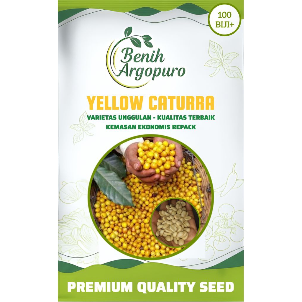 Benih Kopi Yellow Caturra, Bibit Kopi Arabica Yellow Caturra 100 Biji