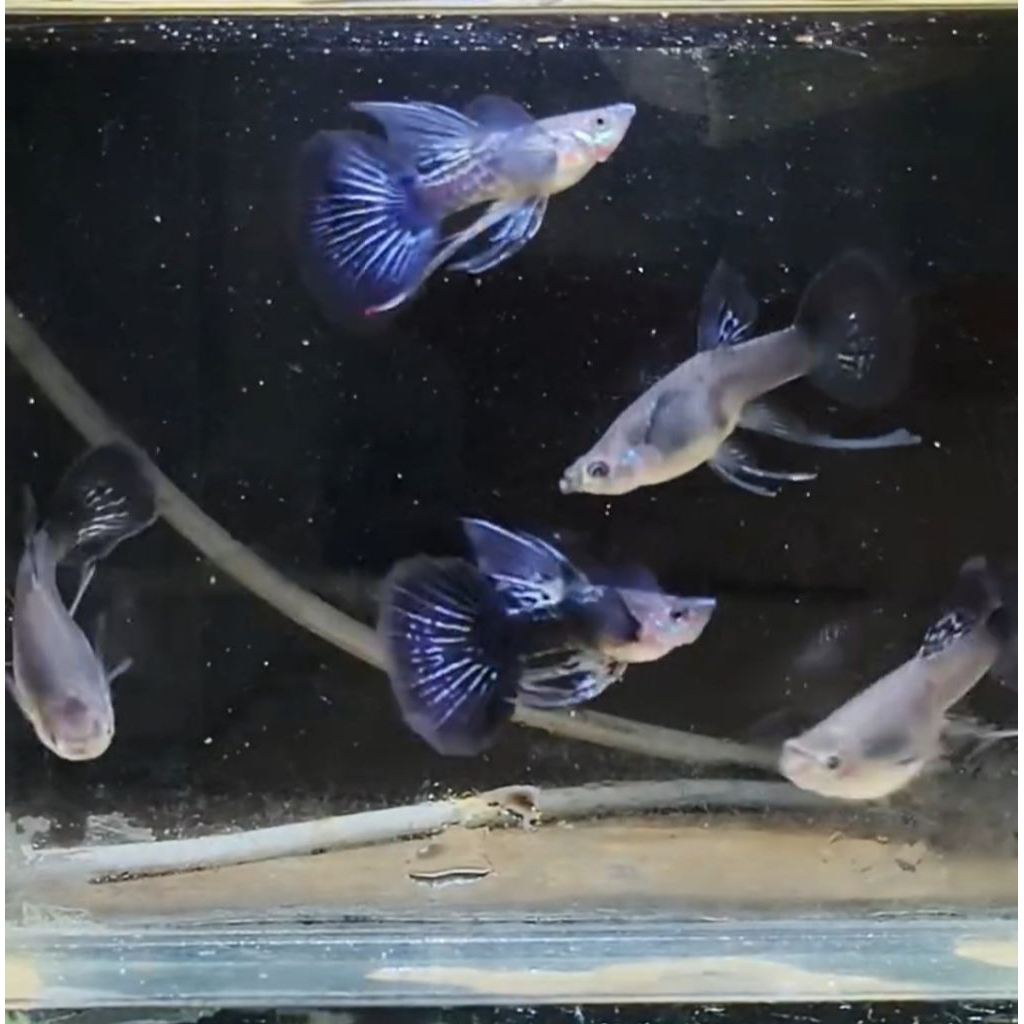 Hiasan Aquarium Aquascape Guppy Purple Dragon Ribbon