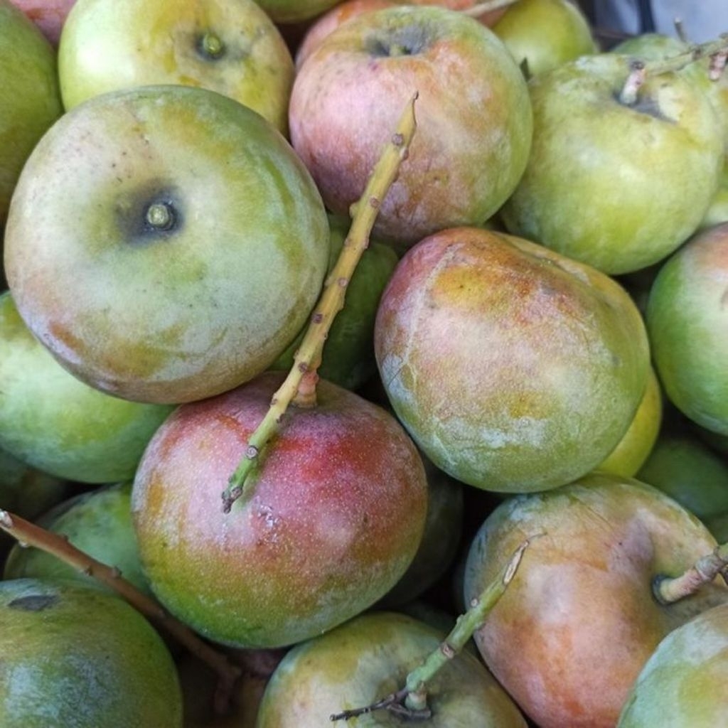 [PREMIUM] Mangga Apel Mentah Mengkal Untuk Rujak Termurah