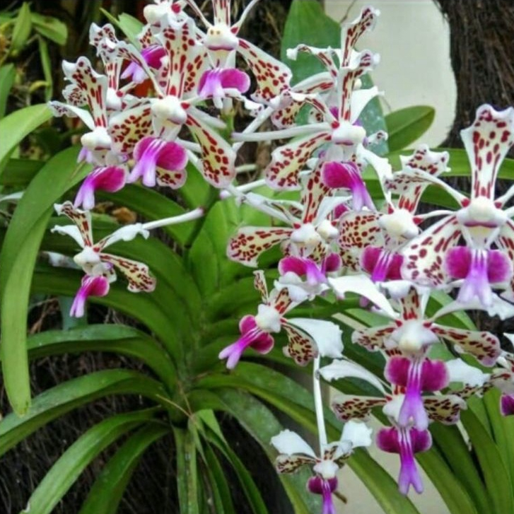 Anggrek Vanda tricolor dewasa siap berbunga