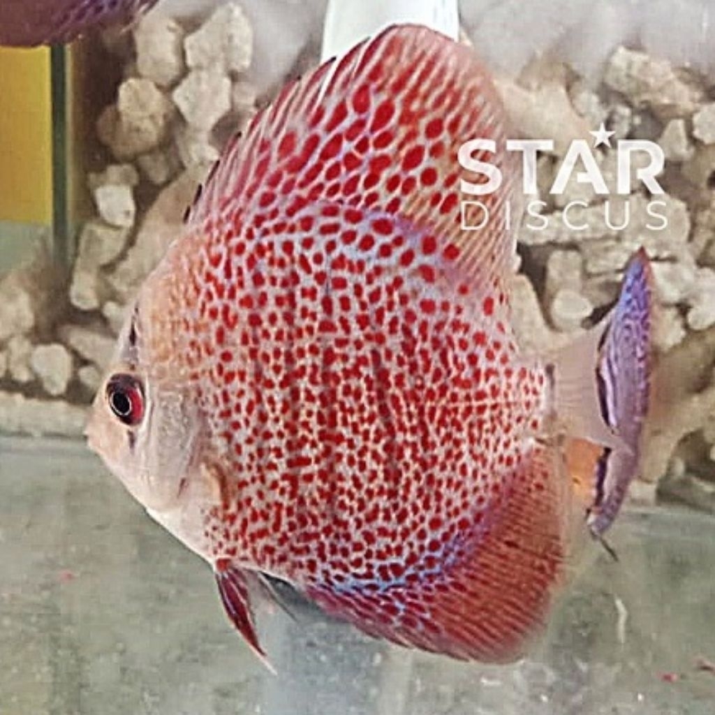 Aksesoris LSS Discus