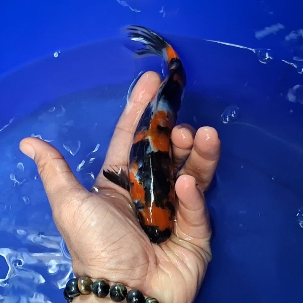 Ikan Koi Blitar Jenis Showa / Rumah Koi Jakarta / kode 0042