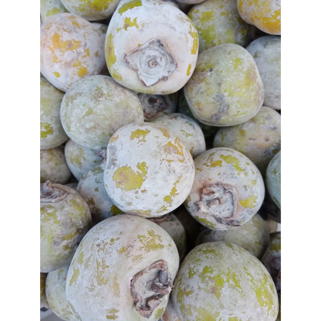 Buah Kasemek Kesemek Bedak Oriental Persimmon segar