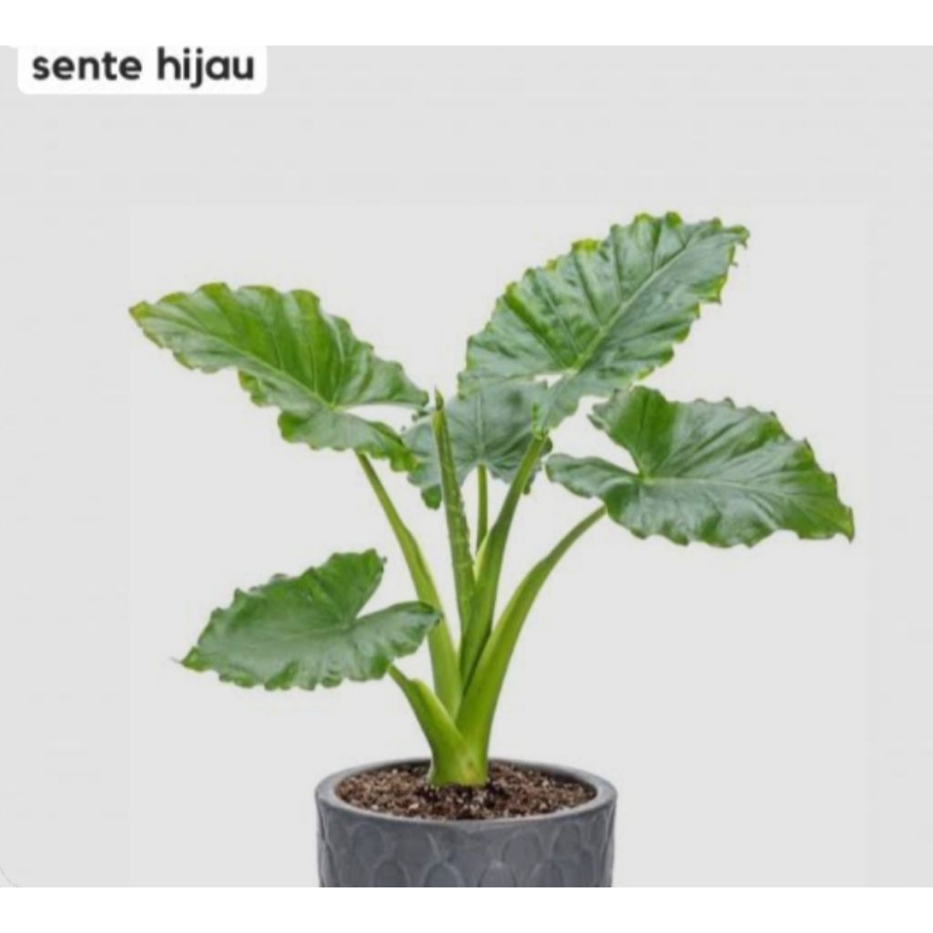 Tanaman Hias Talas Sente Hijau - Tanaman Alocasia Keladi Jumbo - Talas Sente Hijau Pohon Teduh Mudah