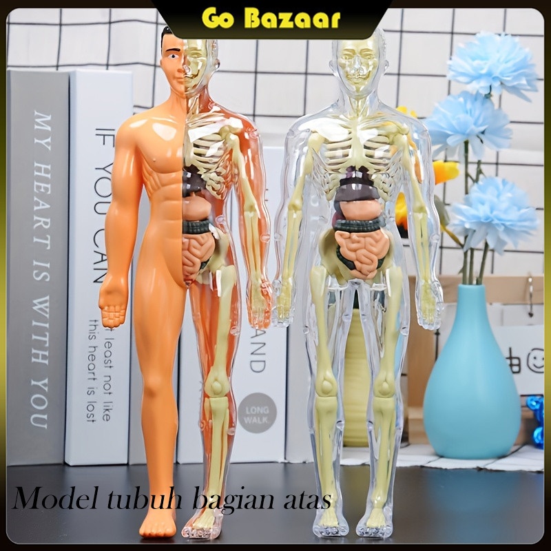 Human Body Anatomy Torso Model Mainan Dokter organ tubuh manusia Human body torso Alat praktek kedok