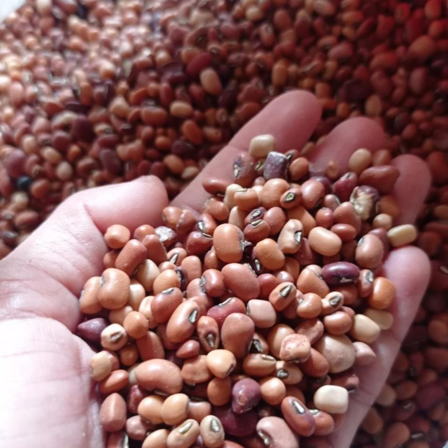 Kacang Tolo/Tunggak/Tolo Lokal 1kg