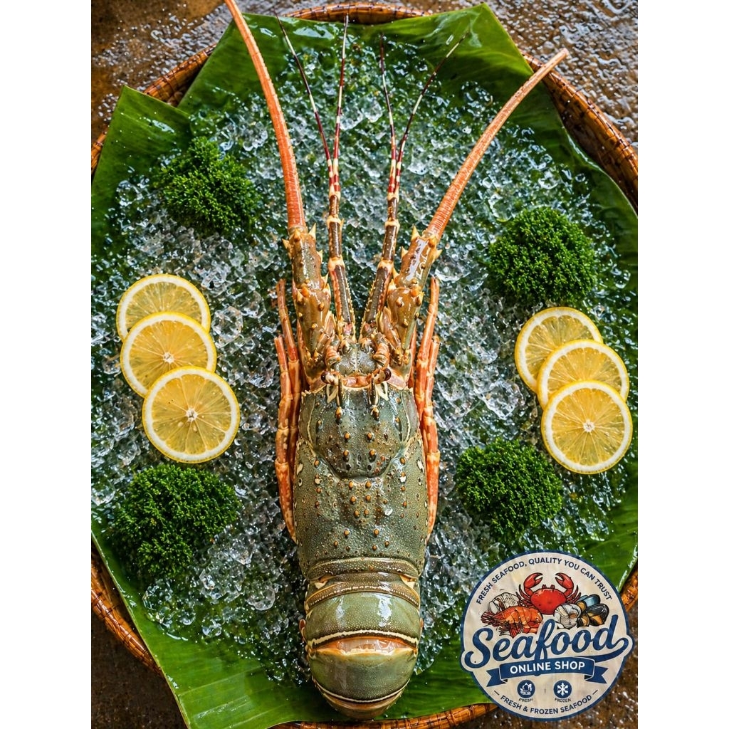 Fresh Frozen Udang Lobster Laut 500 Gram - Lobster Bambu - Mutiara - Pakistan