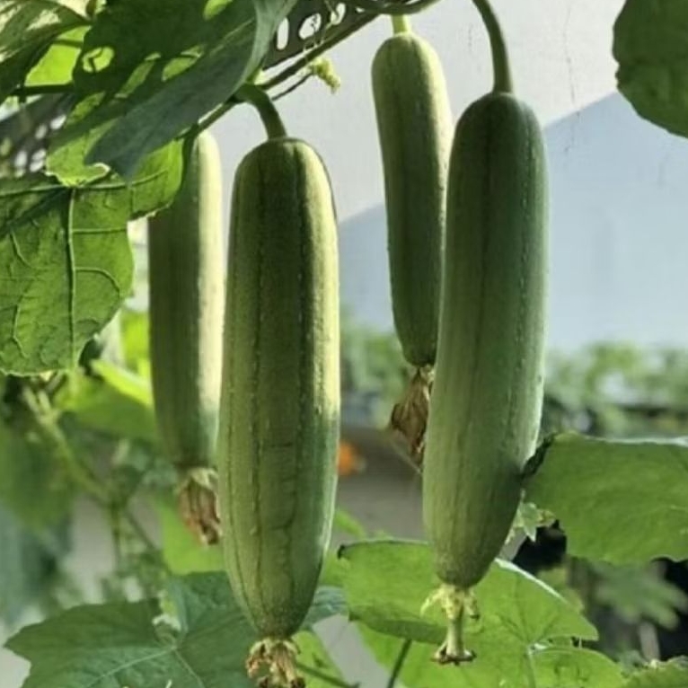 BIJI BENIH GAMBAS OYONG TAIWAN PREMIUM 10 BUTIR