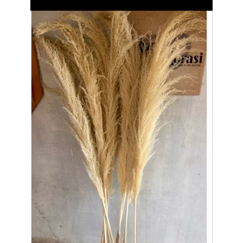 BUNGA BULU KERING DEKORASI AESTHETIC RUSTIC