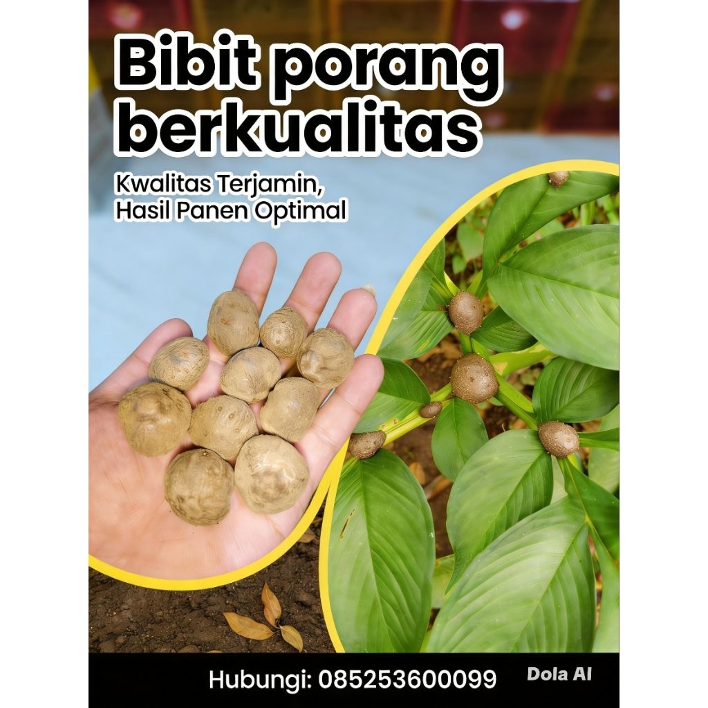 katak porang isi 200-300 (1KG)bibit porang benih porang katak mini katak super 100% berkualitas