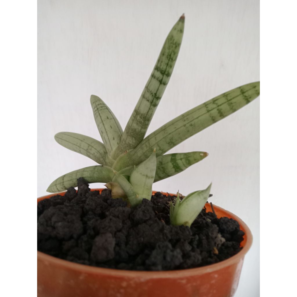 Sansevieria Boncel platinum