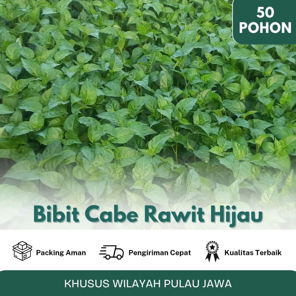 Bibit paket 50 batang  cabe rawit hijau super kualitas terbaik