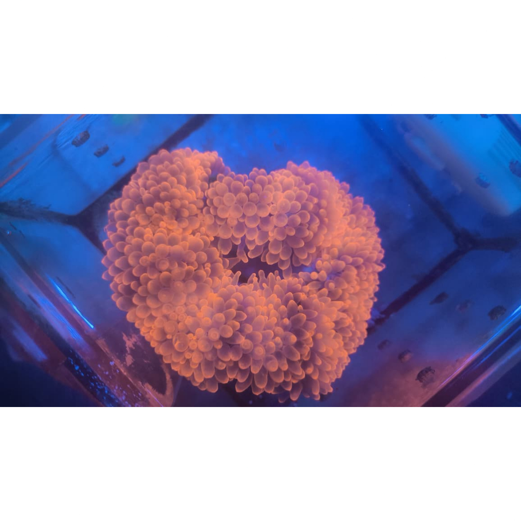 Anemon Jagung Merah / Red Bubble Tip Anemone (RBTA)